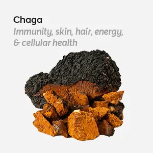 Chaga-Ingredients-in-Vitality-Stack-Psilocybin-Mushroom-Microdose-Supplement