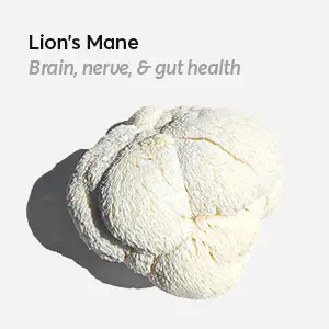 Lions-Mane-Ingredients-in-Brain-Stack-Psilocybin-Mushroom-Microdose-Supplement